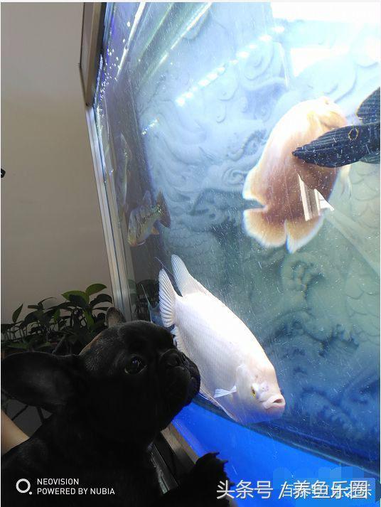 虎鲨观赏鱼怎么养，观赏鱼虎头鲨怎么养（养鱼的人，都是这样的经历吧）