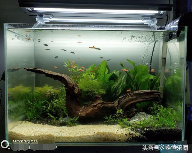 虎鲨观赏鱼怎么养，观赏鱼虎头鲨怎么养（养鱼的人，都是这样的经历吧）