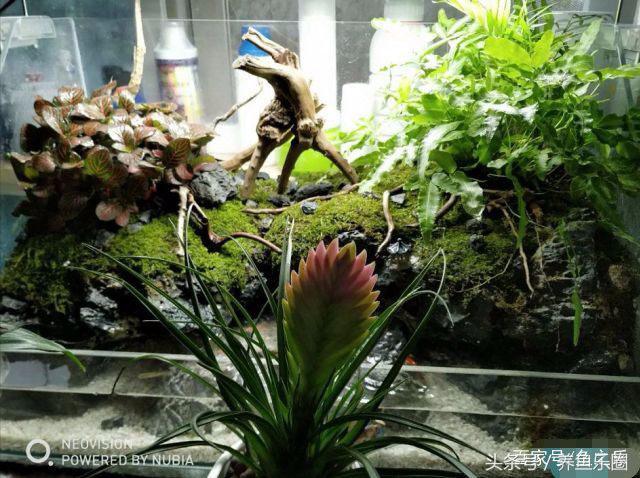 虎鲨观赏鱼怎么养，观赏鱼虎头鲨怎么养（养鱼的人，都是这样的经历吧）