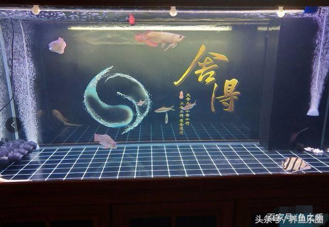 虎鲨观赏鱼怎么养，观赏鱼虎头鲨怎么养（养鱼的人，都是这样的经历吧）