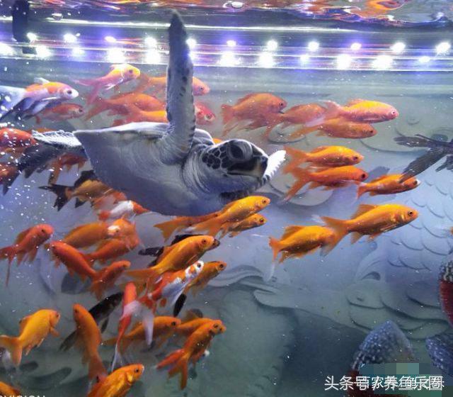 虎鲨观赏鱼怎么养，观赏鱼虎头鲨怎么养（养鱼的人，都是这样的经历吧）