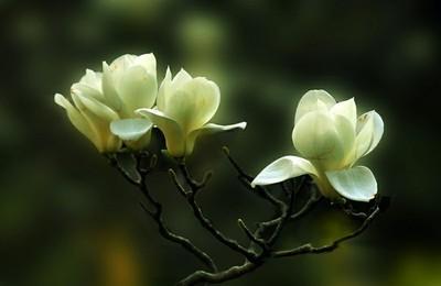 木兰花花语是什么，木兰花花语是什么意思（木兰盆景介绍）