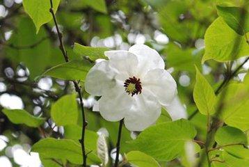 木兰花花语是什么，木兰花花语是什么意思（木兰盆景介绍）