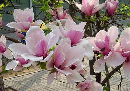 木兰花花语是什么，木兰花花语是什么意思（木兰盆景介绍）