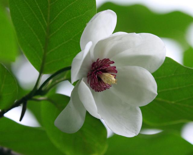 木兰花花语是什么，木兰花花语是什么意思（木兰盆景介绍）
