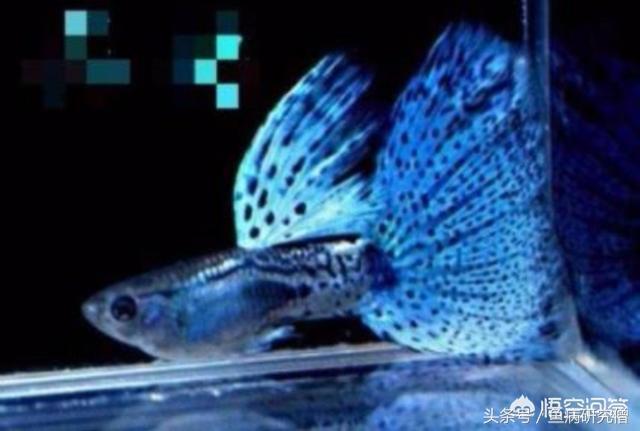 为什么日常见到的凤尾鱼都是雌的，凤尾鱼为什么不是卵生（玩家们关于孔雀鱼的繁殖知道多少）