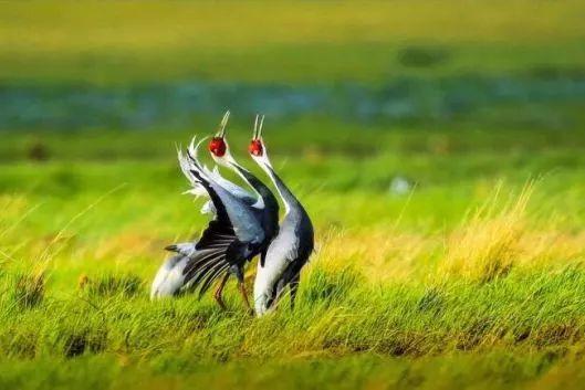 偏远地区不包邮指的是哪些地区，不包邮的六个偏远地区（盘点外地游客眼中锡林郭勒6大误区）