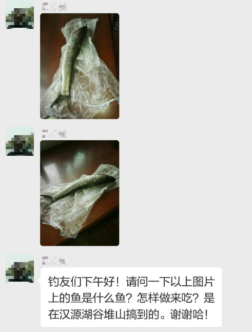 棒棒鱼是什么鱼，烧烤的棒棒鱼是什么鱼（肉质鲜美的它会泛滥吗）