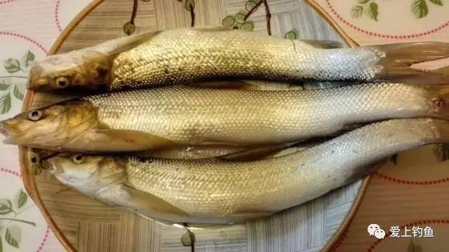 棒棒鱼是什么鱼，烧烤的棒棒鱼是什么鱼（肉质鲜美的它会泛滥吗）