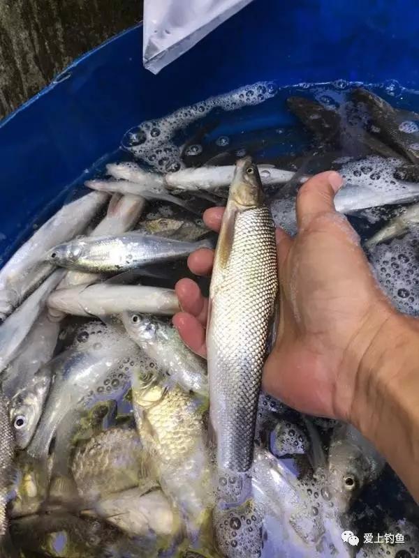 棒棒鱼是什么鱼，烧烤的棒棒鱼是什么鱼（肉质鲜美的它会泛滥吗）