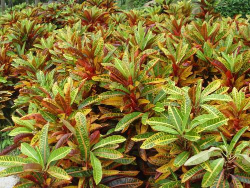 大戟科植物大全，霸气十足，成活率高