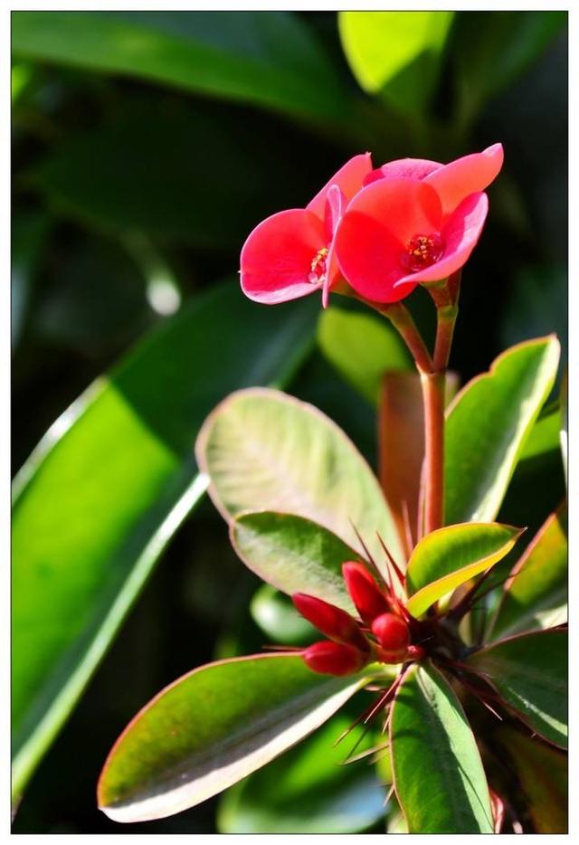 大戟科植物大全，霸气十足，成活率高