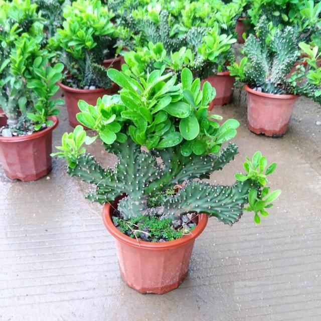 大戟科植物大全，霸气十足，成活率高