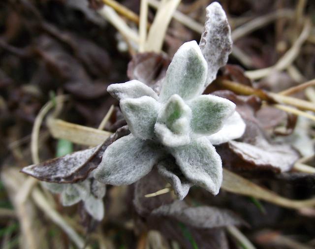大戟科植物大全，霸气十足，成活率高