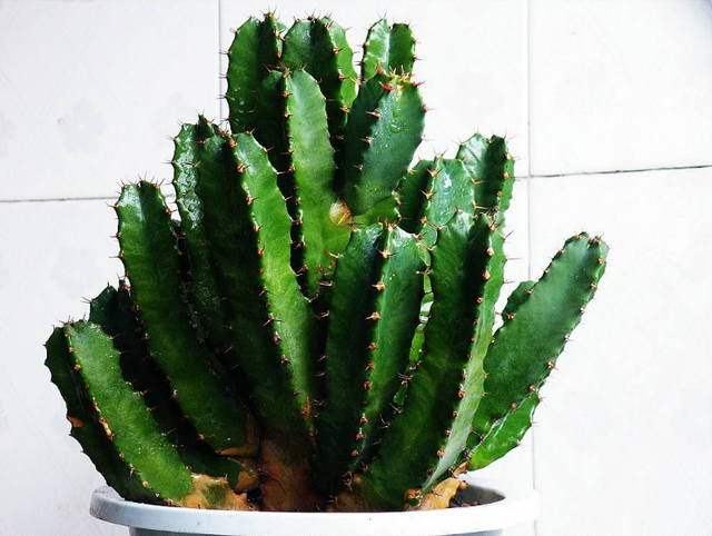 大戟科植物大全，霸气十足，成活率高