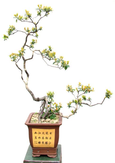 石斑木的养殖方法和注意事项，石斑木的养殖方法和注意事项视频（枝叶婆娑，花香四溢）