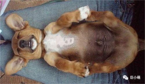 狗的肢体语言，狗狗的肢体语言（狗狗的肢体语言详解）