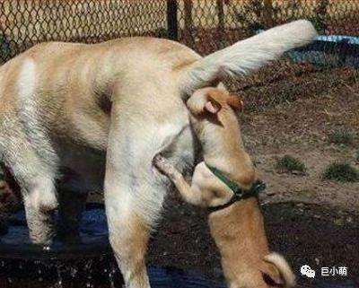 狗的肢体语言，狗狗的肢体语言（狗狗的肢体语言详解）