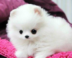 女生为什么不能养博美，女生为什么不能养博美犬（最后这个最让人受不了）