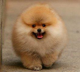 女生为什么不能养博美，女生为什么不能养博美犬（最后这个最让人受不了）