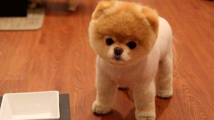 女生为什么不能养博美，女生为什么不能养博美犬（最后这个最让人受不了）