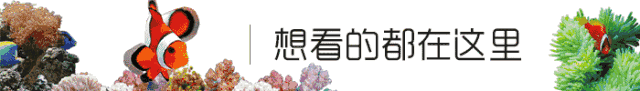 —七彩狐狸鱼