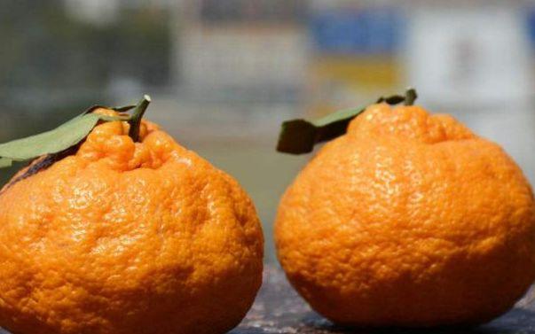甜蜜橘的功效，蜜糖橘的功效（偏偏丑橘却这么贵呢）