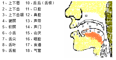 目前做什么餐饮最有前景，餐饮什么行业前景好（英语语音简易读本——前元音）