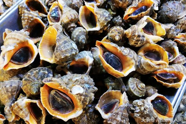 干鲍鱼价格多少钱一斤，鲍鱼多少钱一斤市场价2021（休渔期贝类海鲜丰富多彩）
