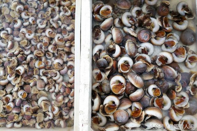 干鲍鱼价格多少钱一斤，鲍鱼多少钱一斤市场价2021（休渔期贝类海鲜丰富多彩）