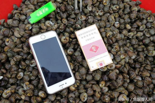 干鲍鱼价格多少钱一斤，鲍鱼多少钱一斤市场价2021（休渔期贝类海鲜丰富多彩）