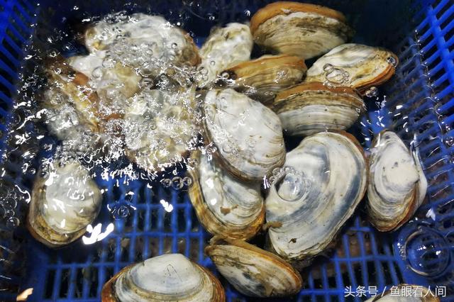 干鲍鱼价格多少钱一斤，鲍鱼多少钱一斤市场价2021（休渔期贝类海鲜丰富多彩）
