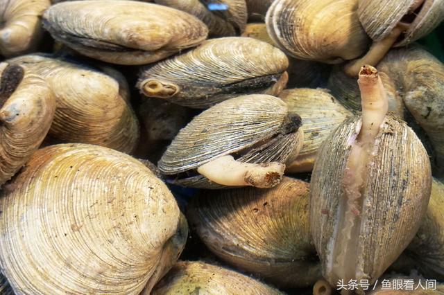干鲍鱼价格多少钱一斤，鲍鱼多少钱一斤市场价2021（休渔期贝类海鲜丰富多彩）