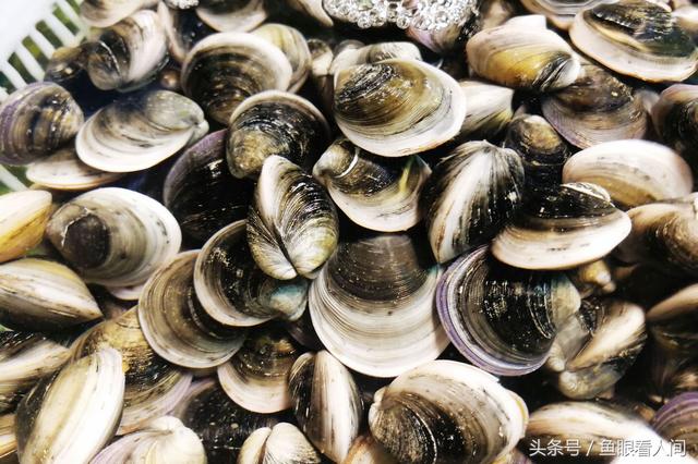干鲍鱼价格多少钱一斤，鲍鱼多少钱一斤市场价2021（休渔期贝类海鲜丰富多彩）