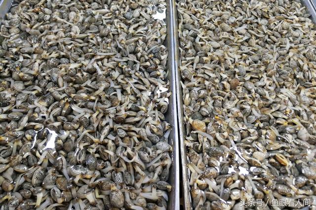 干鲍鱼价格多少钱一斤，鲍鱼多少钱一斤市场价2021（休渔期贝类海鲜丰富多彩）
