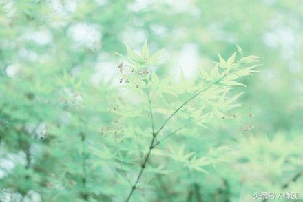 描写鸟的优美句子，介绍鸟儿的优美段落（非常经典的句子：鸟来同欢乐）