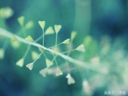 描写鸟的优美句子，介绍鸟儿的优美段落（非常经典的句子：鸟来同欢乐）