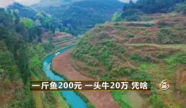 牛肉多少一斤()