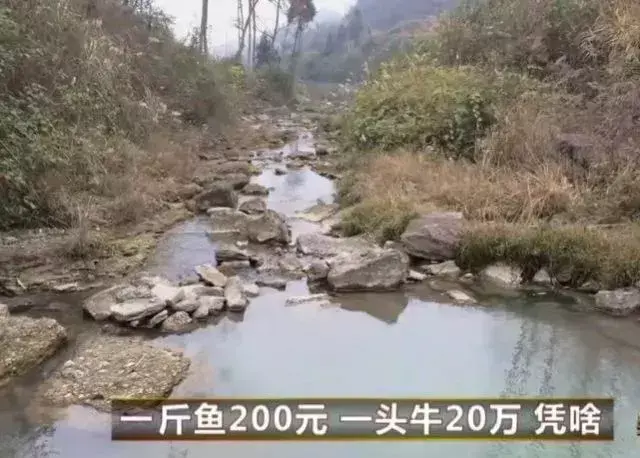 牛肉多少一斤()