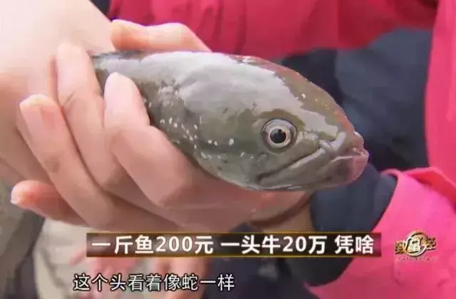 牛肉多少一斤()