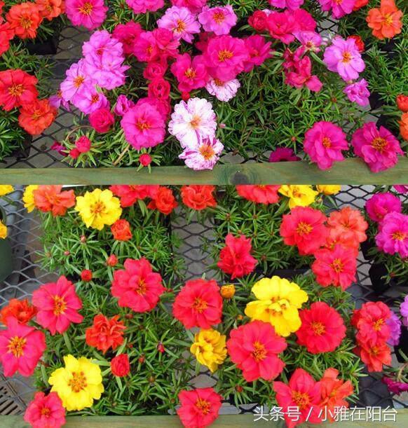夏天美丽的花5种，夏天漂亮的花（夏天开的最旺的5种花）