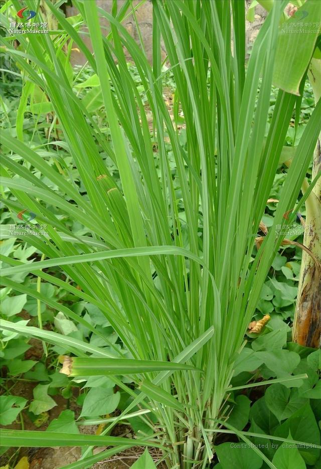 七里香作用是什么，七里香有什么作用（还被图书馆用来保护珍贵典籍）