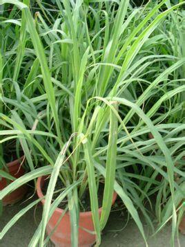 七里香作用是什么，七里香有什么作用（还被图书馆用来保护珍贵典籍）