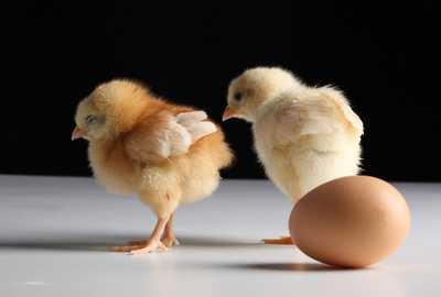 鸡下蛋的原理，鸡下蛋的规律（但生物学上很明确）