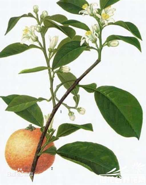 代代花的功效与作用，玳玳花的功效与作用（玳玳花的功效与作用及禁忌干眼症）