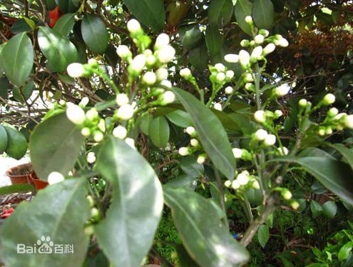 代代花的功效与作用，玳玳花的功效与作用（玳玳花的功效与作用及禁忌干眼症）