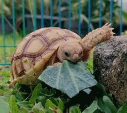 苏卡达陆龟的饲养，苏卡塔尔陆龟是保护动物吗（苏卡达象龟的萌点还真不少）