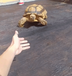 苏卡达陆龟的饲养，苏卡塔尔陆龟是保护动物吗（苏卡达象龟的萌点还真不少）