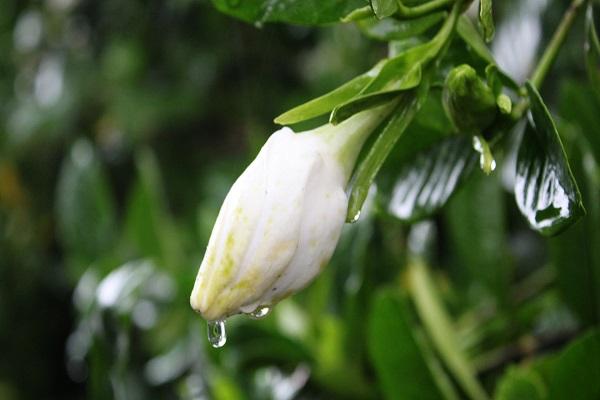 栀子花长虫子怎么处理，栀子花长虫子怎么办（栀子花有白粉虱怎么办）
