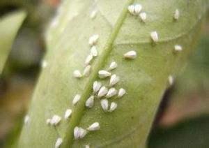 栀子花长虫子怎么处理，栀子花长虫子怎么办（栀子花有白粉虱怎么办）